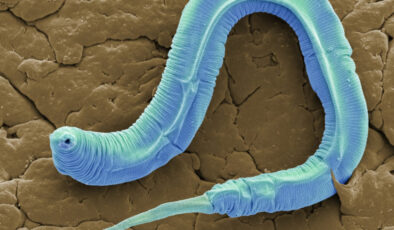 Sibirya buzunda 46 bin yıllık solucan yine canlandırıldı