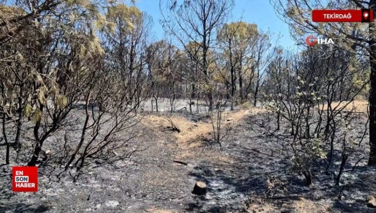 Tekirdağ Şarköy’deki orman yangını denetim altına alındı