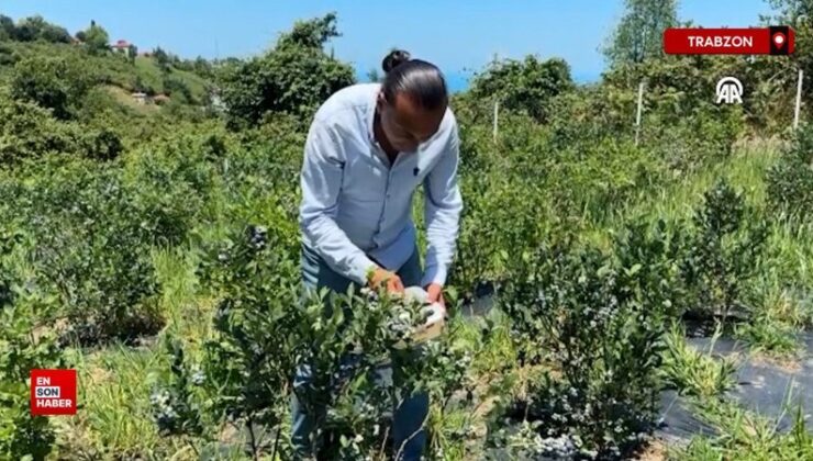 Trabzon’da atıl vaziyetteki toprağını maviyemiş bahçesine dönüştürdü