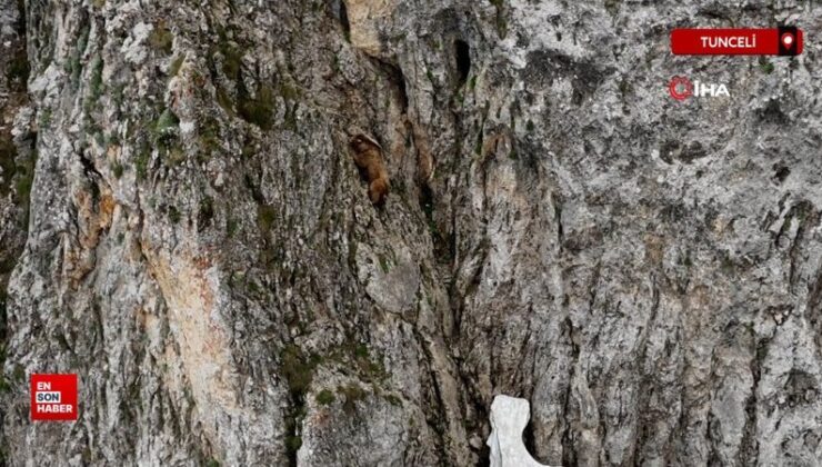 Tunceli’de ayının performansı dağcılara parmak ısırttı