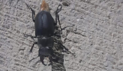 Tunceli’de ziyan vermenin cezası 557 bin TL olan böcek görüldü
