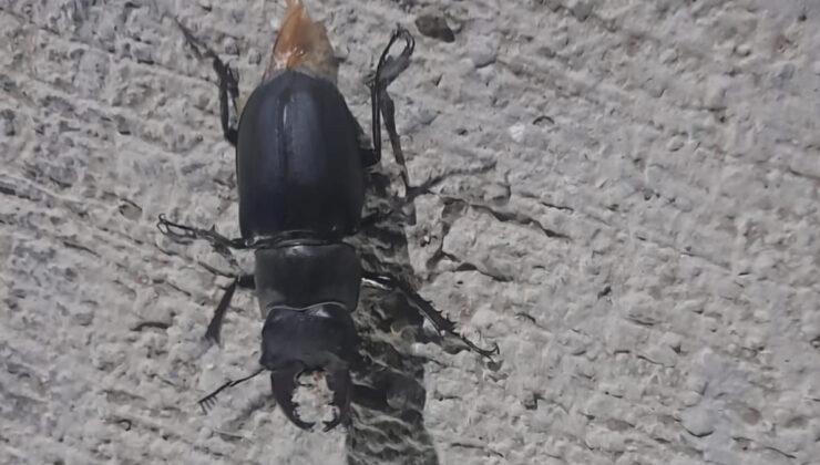Tunceli’de ziyan vermenin cezası 557 bin TL olan böcek görüldü