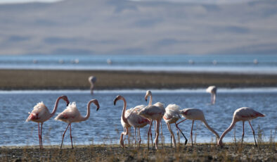 Van Erçek Gölü’nde kuraklık nedeniyle flamingo sayısı azaldı