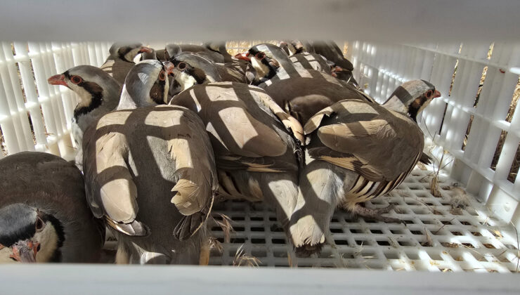 Yozgat’ta keklikler tabiatla buluştu