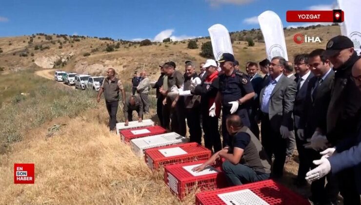 Yozgat’ta kene savar keklikler tabiata salındı