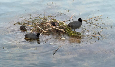 Adana’da karabatak su üzerine çalı ve ot taşıyarak yuva yaptı