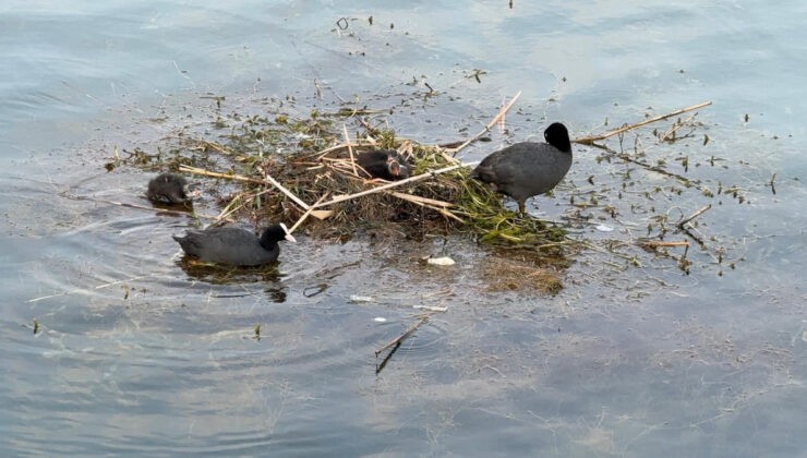 Adana’da karabatak su üzerine çalı ve ot taşıyarak yuva yaptı