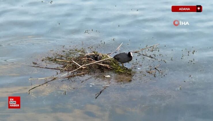 Adana’da Karabatak su üzerine çalı ve ot taşıyarak yuva yaptı