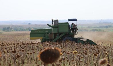 Adana’da kuraklık ayçiçeği hasadını öne çekti