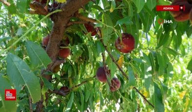 Adana’da şeftali hasadı başladı