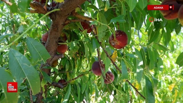 Adana’da şeftali hasadı başladı