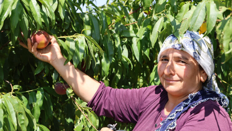 Adana’da zirai don nedeniyle şeftali hasadında randıman düştü