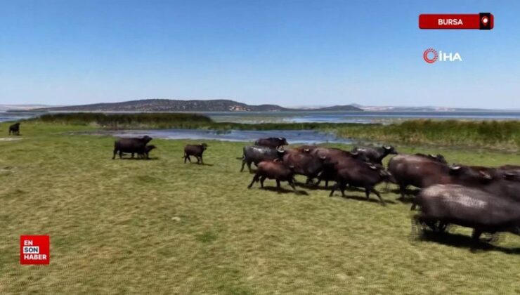 Afrika savanasını andıran imgeler Bursa’dan