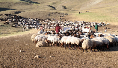 Ağrı’da göçerlerin yayla mesaisi