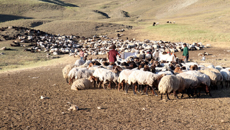 Ağrı’da göçerlerin yayla mesaisi