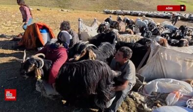 Ağrı’da yaylaları şenlendiren koyunların sağımını erkekler yapıyor