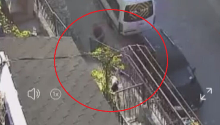 Amasya’da kendisine havlayan köpeği taş ve sopayla dövdü