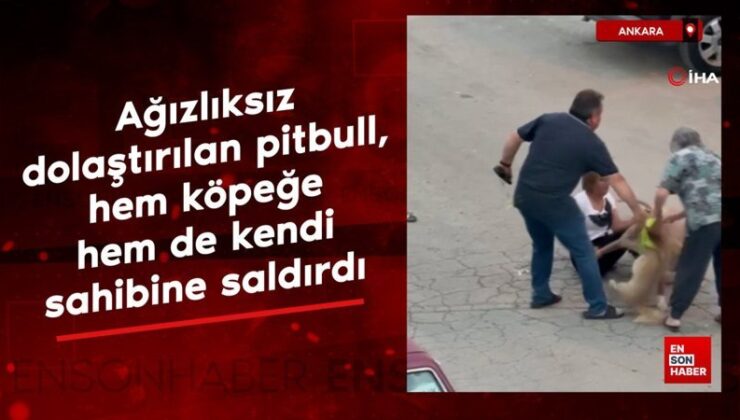 Ankara’da ağızlıksız dolaştırılan pitbull, hem köpeğe hem de kendi sahibine saldırdı