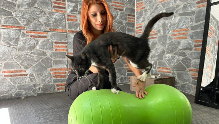 Ankara’da otomobil çarpan kedi, hayata tutundu