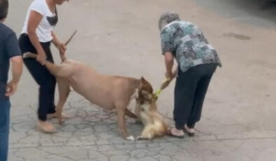 Ankara’da pitbull cinsi köpek hem sahibine hem de köpeğe saldırdı