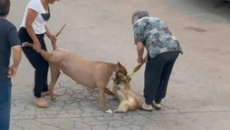 Ankara’da pitbull cinsi köpek hem sahibine hem de köpeğe saldırdı