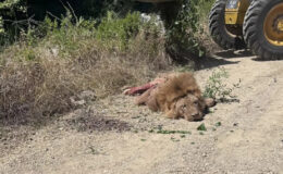 Antalya’da aslanın kaçtığı hayvan parkı mühürlendi