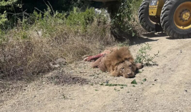 Antalya’da aslanın kaçtığı hayvan parkı mühürlendi