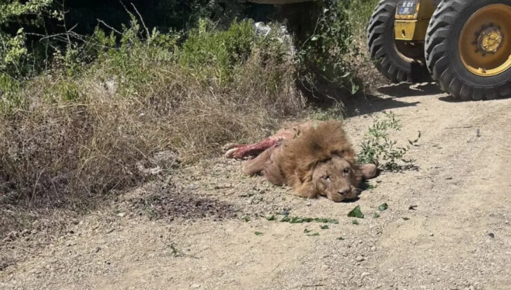 Antalya’da aslanın kaçtığı hayvan parkı mühürlendi