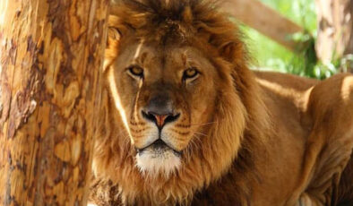 Antalya’da bir aslan hayvan parkından kaçtı