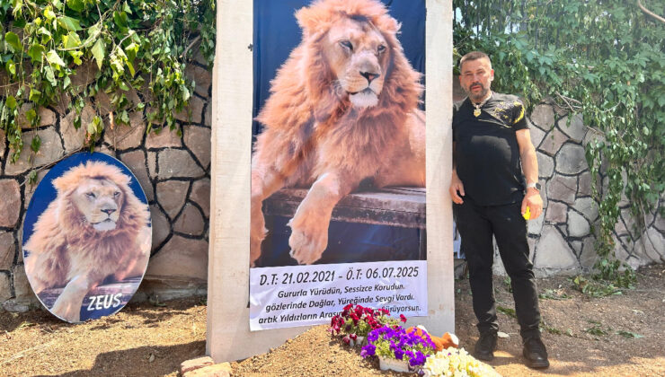 Antalya’da çiftçiye saldıran aslan öldürülmüştü: Sahibi temsili mezar yaptırdı