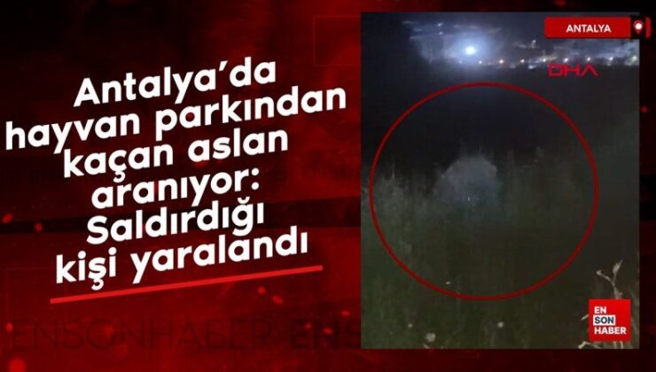 Antalya’da hayvan parkından kaçan aslan aranıyor: Saldırdığı kişi yaralandı