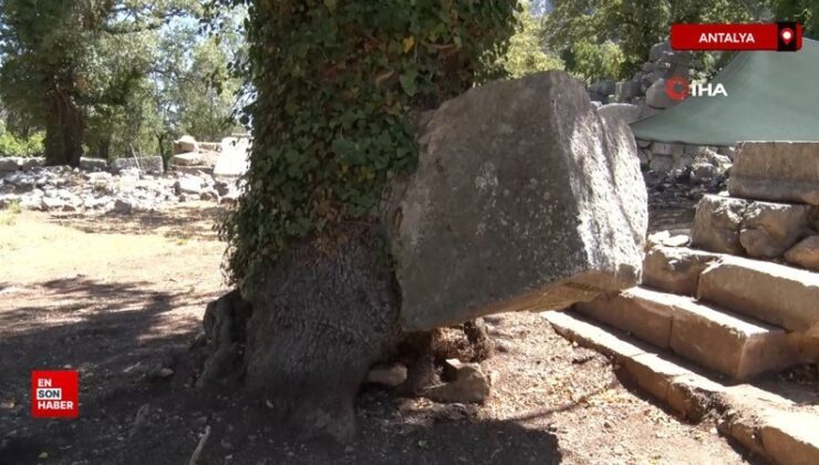 Antalya’da meşe ağacı lahit kesimini havaya kaldırdı