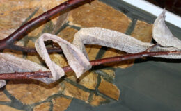 Antalya’da vatandaşlar yılan derisine ağır talepte bulunuyor