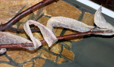 Antalya’da vatandaşlar yılan derisine ağır talepte bulunuyor