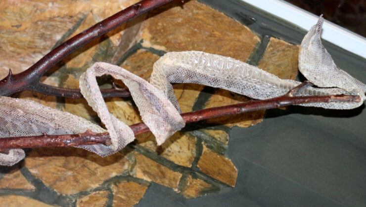 Antalya’da vatandaşlar yılan derisine ağır talepte bulunuyor