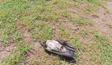 Antalya’da yaralı karga, havadaki kargalar sayesinde bulundu