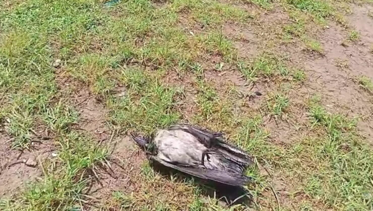 Antalya’da yaralı karga, havadaki kargalar sayesinde bulundu