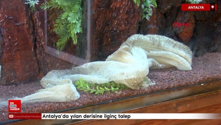 Antalya’da yılan derisine farklı talep