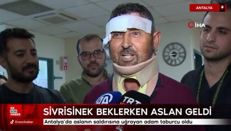 Aslanın saldırısına uğrayan adam taburcu oldu: Sivrisinek beklerken aslan geldi