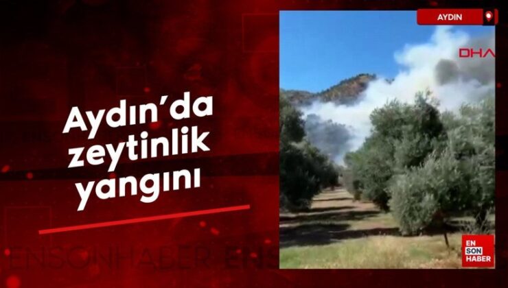 Aydın’da zeytinlik yangını