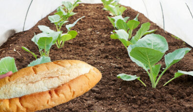 Bayat ekmekleri bahçeye gübre yapın, bitkileriniz nasıl canlanıyor görün