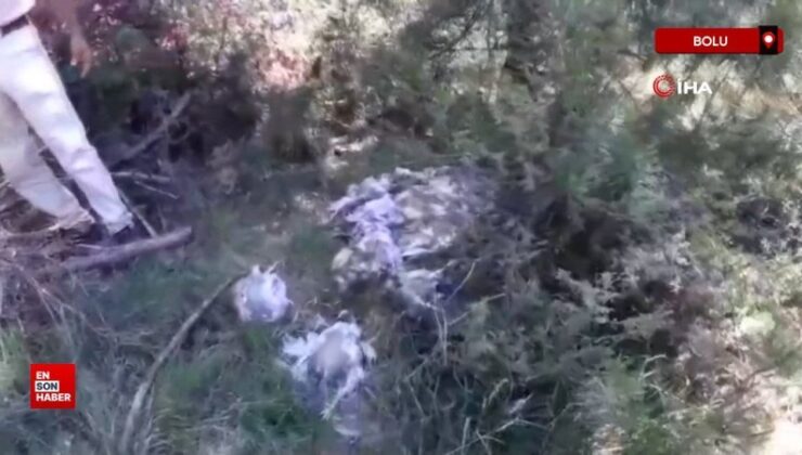Bolu’da orman içine meyyit tavukları attılar