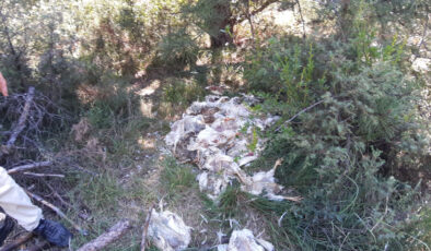 Bolu’da orman içine meyyit tavukları attılar: Pis koku ve kirlilik reaksiyona neden oldu