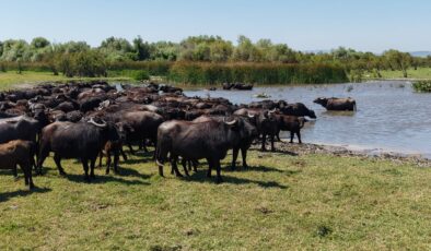 Bursa’da Afrika savanasını andıran imgeler