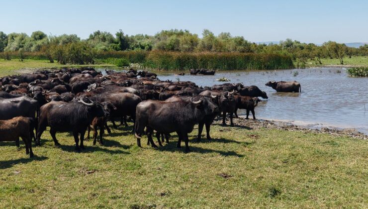 Bursa’da Afrika savanasını andıran imgeler