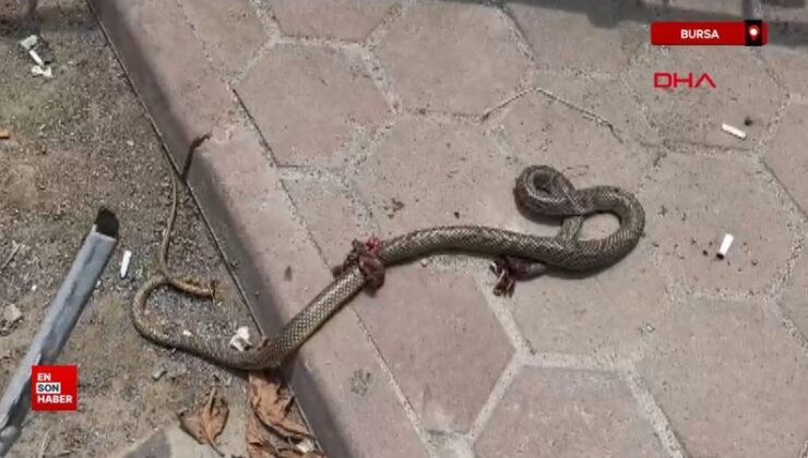 Bursa’da öldürdüğü bacağını ısıran yılan ile hastaneye gitti