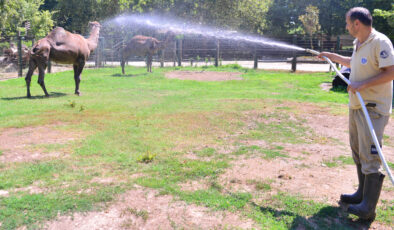 Bursa’da sıcaktan bunalan develer hortumla serinletildi
