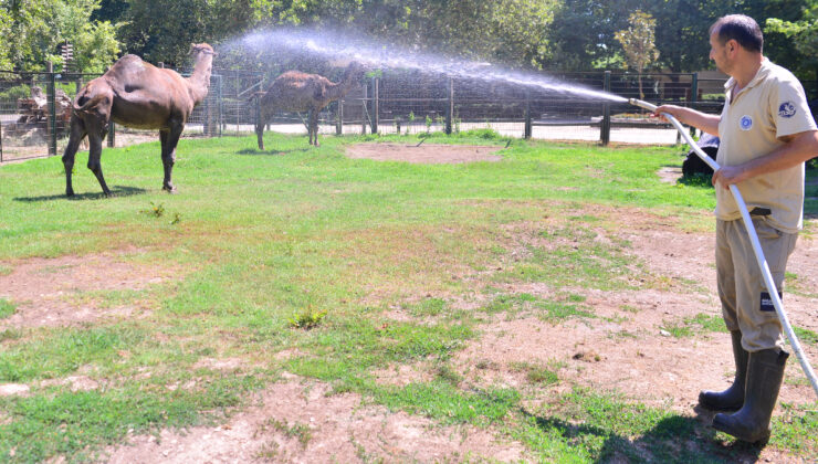Bursa’da sıcaktan bunalan develer hortumla serinletildi