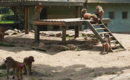 Bursa’da sıcaktan bunalan maymunların buzlu meyve keyfi