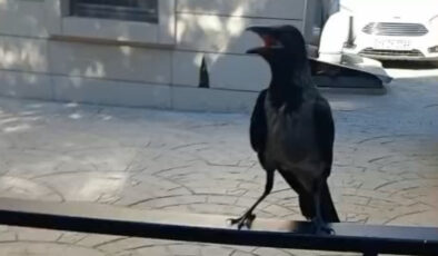 Bursa’da yaralı kargayı esnaf kurtardı